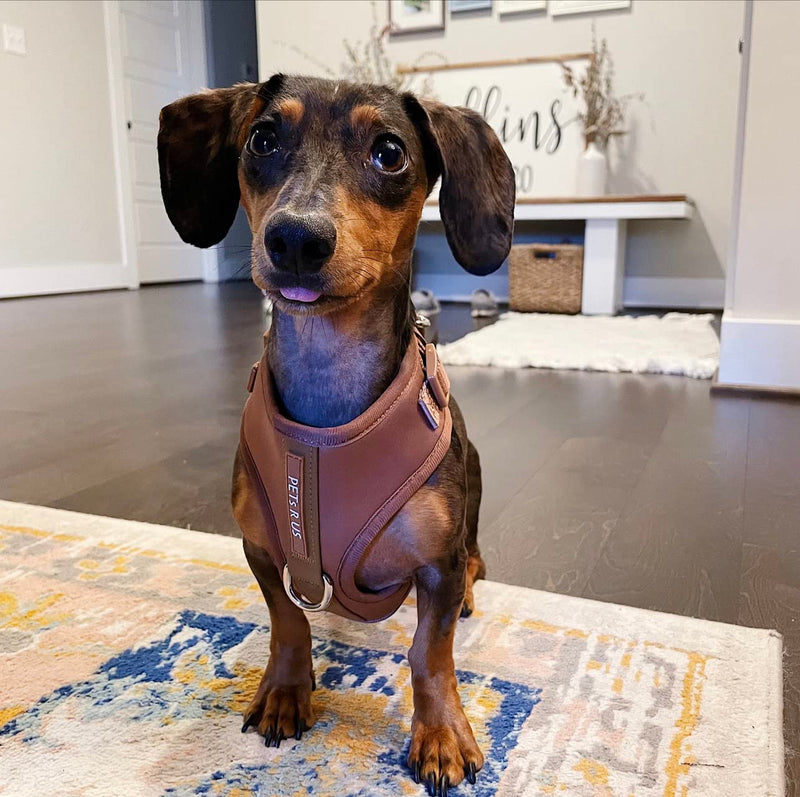 Premium No-Pull Dog Harness Soft Neoprene & Breathable Mesh Vest with Front & Back Clip D-Rings Adjustable Lightweight Walking Harness for Puppies, Small & Medium Dogs (Bronze Brown Gold, M) Bronze Brown Gold M: Neck=15.4-20.1''/Chest=18.1-24.4'' - PawsPlanet Australia