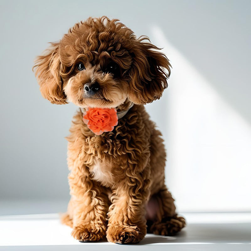 8 Pcs Dog Flowers Collar Accessory 3 inch Colorful Cat Puppy Charms Pet Flower Collars Soft Dog Tie for Dogs Grooming Charms Accessories - PawsPlanet Australia