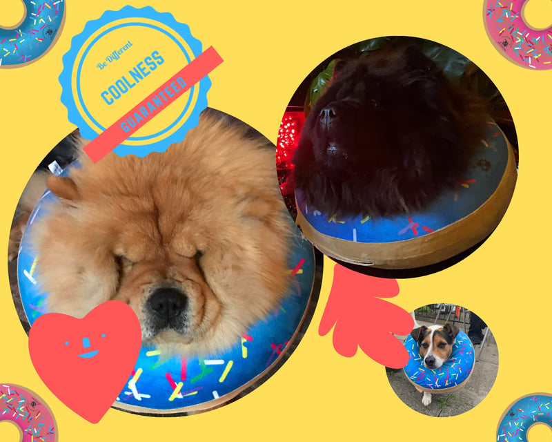 Dog Donut Collar | Great Alternative to a Traditional Dog Cone or a Soft Dog Cone Collar | Our Inflatable Dog Cone is an Excellent Cone for Dogs after Surgery | Dog Cones for Large Dogs (Blue) Blue - PawsPlanet Australia