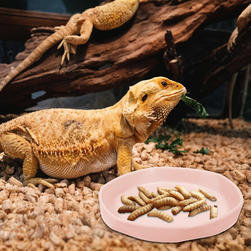 4 Pcs Reptile Dish,Round Plastic Water Dish for Reptile Tank,Food Dishes Lizard Tank,for Lizard, Turtle, Gecko, Snake, Bearded Dragon,4.45" W x 4.45" D x 0.6" H(4 Color) - PawsPlanet Australia