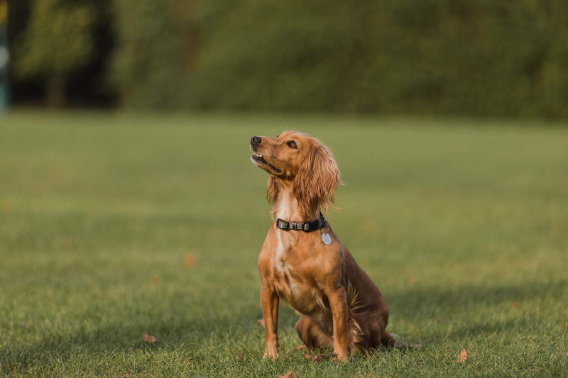Embark Adventure Dog Collar with Soft Padded Neck, Matching Set with The Adventure Leash and Harness, Pet Collars for Dogs & Most Breeds - Dog Collar for Small Dogs (Small Dog Collars, Orange) - PawsPlanet Australia
