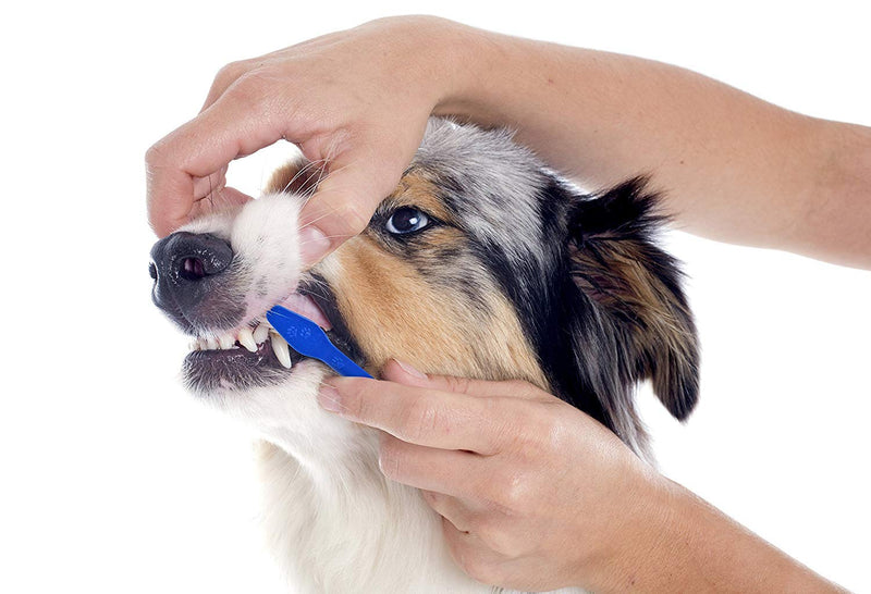 Pets First Softest Bristle Dog Toothbrush Extra Large Long Double Sided for Small & Large Teeth - Set of 2, Blue. Easy to use Cat Toothbrush Professionally to Avoid Gum Disease for Your Canine - PawsPlanet Australia