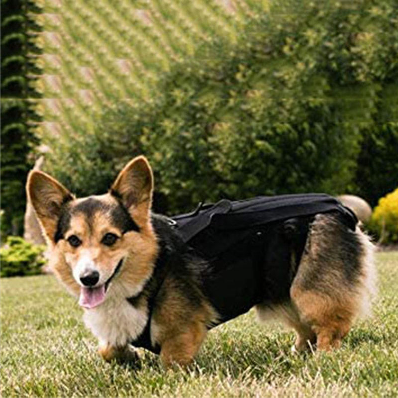 Back Bracer for IVDD in Dogs, Arthritis, Spinal Surgical Recovery, Herniated Disc, Slipped Disc, Rehabilitation, Adjustable Back Support, Dog Back Brace, Back Protector Medium - PawsPlanet Australia