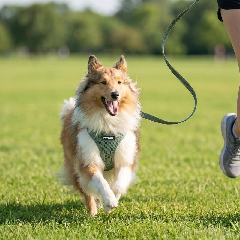 Best Pet Supplies Voyager Step-in Air All Weather Mesh Harness and Reflective Dog 5ft Leash Combo with Neoprene Handle, for Small, Medium and Large Breed Puppies - Set (Moss Green), X-Small Harness Leash Set (Moss Green) XS (Chest: 13 - 14.5")