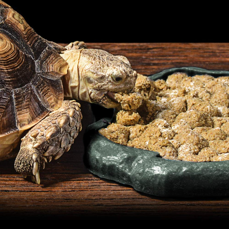 SLSON Reptile Feeder Terraium Bowl Plastic Shallow Reptile Feeder for Food and Water Feeding Dish for Lizard Gecko Bearded Dragon - PawsPlanet Australia