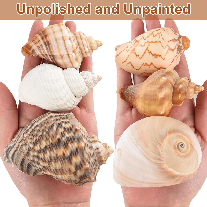 11PCS Hermit Crab Shells | Natural Sea Conch Size 1.5"-3.5" | Growth Turbo for Small to Medium and Large Crabs，Saltwater Hermit Crab Supplies and Sea Shell for Beach Decor,Get 1 Pack of Small Shells - PawsPlanet Australia