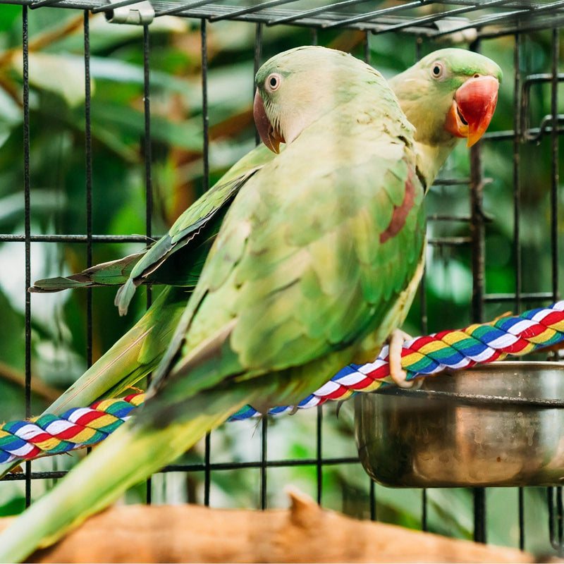 2 Pieces Bird Rope Perch Bird Swings, 94.5'' and 47'' Spiral Bird Ladder for Cockatiels, Suitable Bird Cage Accessories, Parrot Swing Climbing Standing Bird Toys with Bell - PawsPlanet Australia