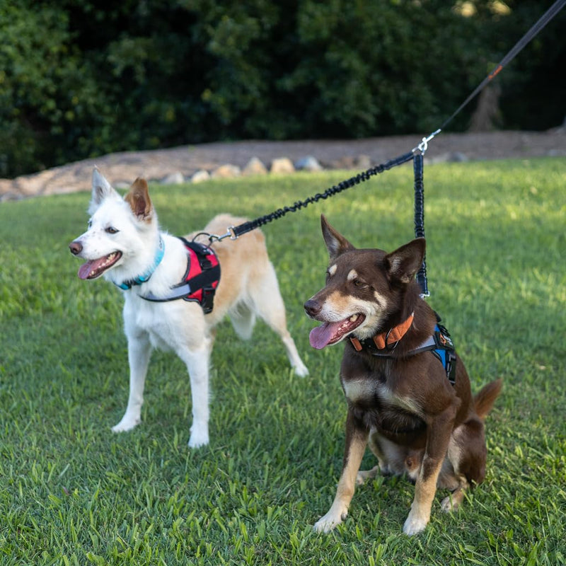 Double Dog Leash Dog Walking Essentials No Tangle Dog Walking Leash for Two Dogs Shock Absorbing Bungees Ideal for Camping Road Trips Beach Essentials & Training for Small Medium & Large Dogs 5-130lbs - PawsPlanet Australia