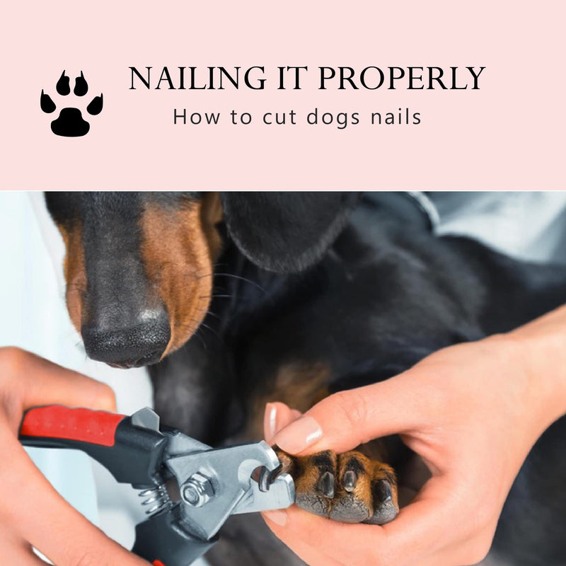 Large Dog Nail Clippers for Medium and Large Sized Dogs (above 10Kgs)-Nail Clipper for Dogs with Nail File, Made of Professional Stainless Steel, Safe and Easy to Use (15.5 cm-6.1 inches) - PawsPlanet Australia