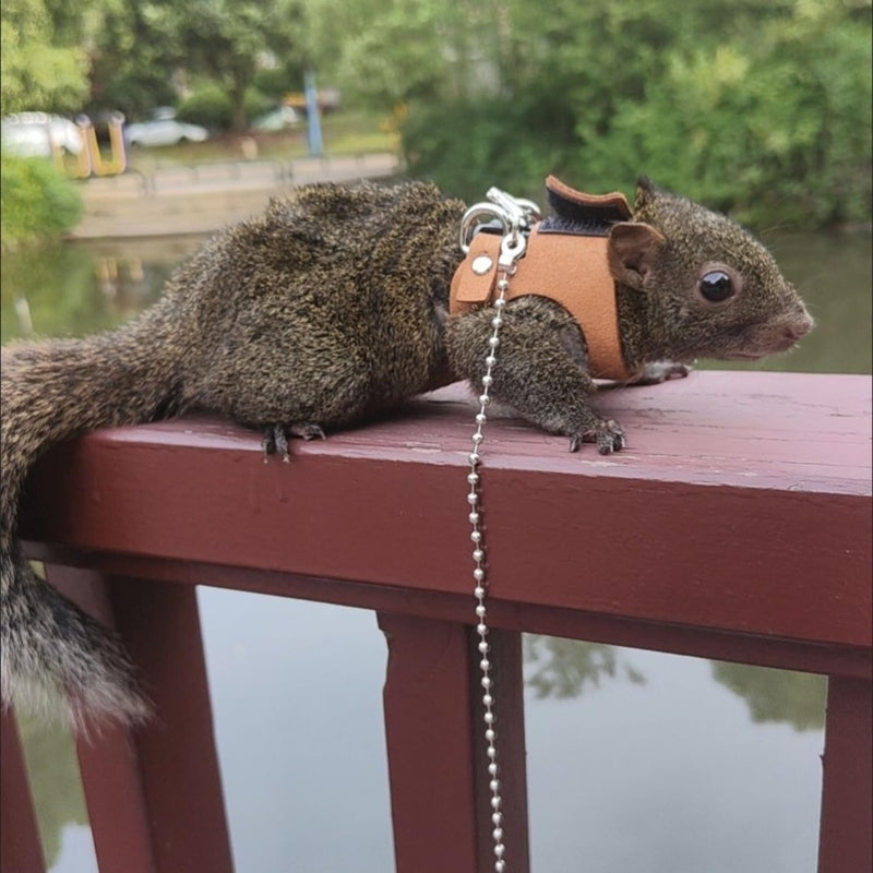 3 Pack Squirrel Harness and Leash Set - Adjustable Soft Leather & Traction Rope Strap Anti-Biting Chainfor Small Pet Walk Jogging Bearded Dragon Reptile Squirrel Rat - PawsPlanet Australia