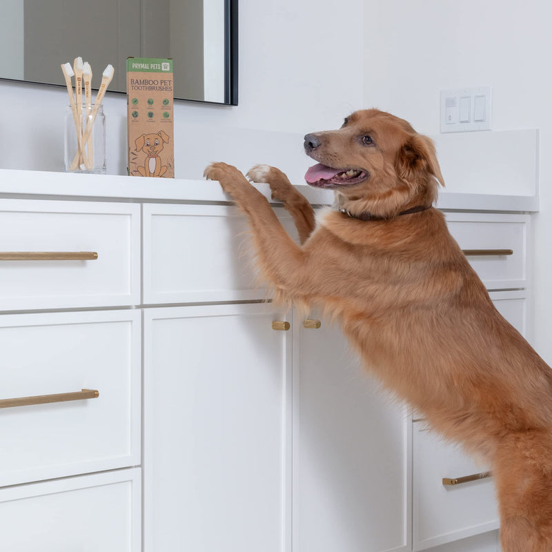 Dog Toothbrush I 4-Pack Two Sided Bamboo Toothbrush for Small and Large Dogs & Cats I Soft Bristles Gentle Pet Toothbrush for Easy Dog Teeth Brushing & Dental Care - PawsPlanet Australia