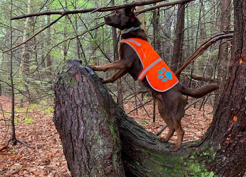 Reflective Dog Vest. Hi-Visibility, Fluorescent Blaze Orange Dog Vest Helps Protect Your Best Friend. Safeguard Your PUP from Motorists & Hunting Accidents, On or Off Leash. (Med) Medium - PawsPlanet Australia
