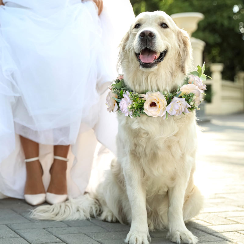 Pearls by Dog Wedding Collar and Leash Set - Elegant Flower Headband with Beaded Pearls - Adjustable Floral Collar (Medium) - PawsPlanet Australia