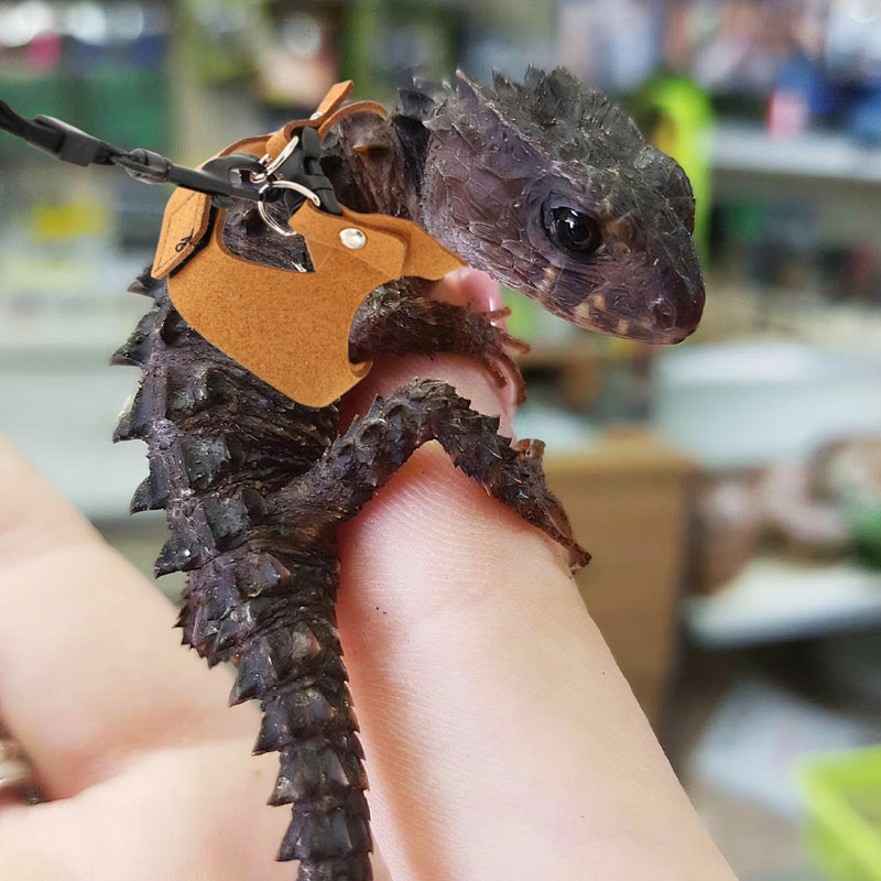 3 Pcs Bearded Dragon Harness and Leash Set Adjustable Leash Soft Leather Bearded Dragon Harness Lizard Accessory for Squirrels and Other Small Reptiles(Brown, 3 Sizes) - PawsPlanet Australia