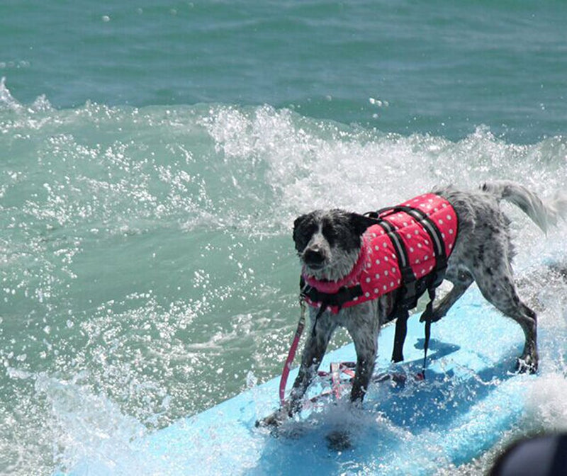 HAOCOO Dog Life Jacket Vest Saver Safety Swimsuit Preserver with Reflective Stripes/Adjustable Belt Dogs?Pink Polka Dot,XS X-Small Pink Polka Dot