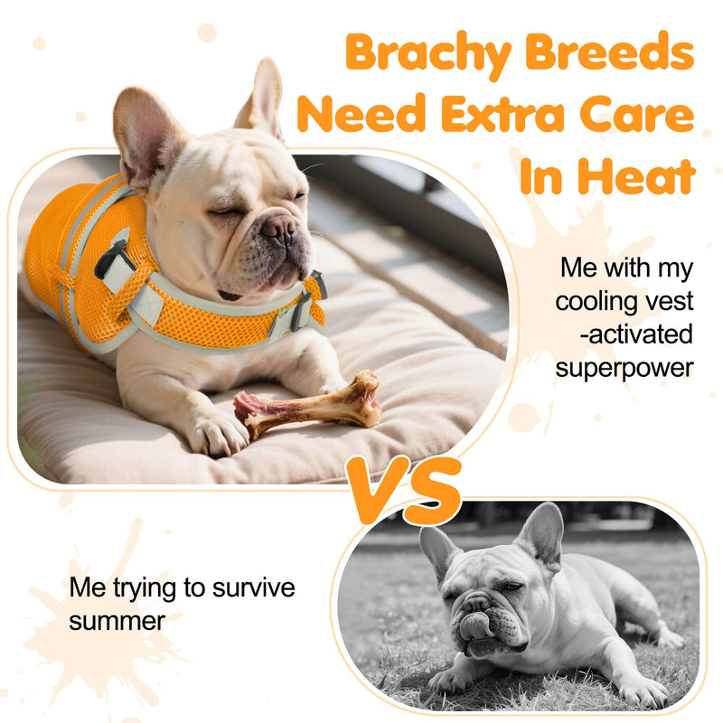 Dog Cooling Vest for Medium Dogs,Lightweight Cooling Dog Jacket,Breathable Mesh Dogs Shirt Harness Vest with Adjustable Straps Reflective Stripe for Hot Weather with D-Ring for Beach,Hiking,M Orange - PawsPlanet Australia
