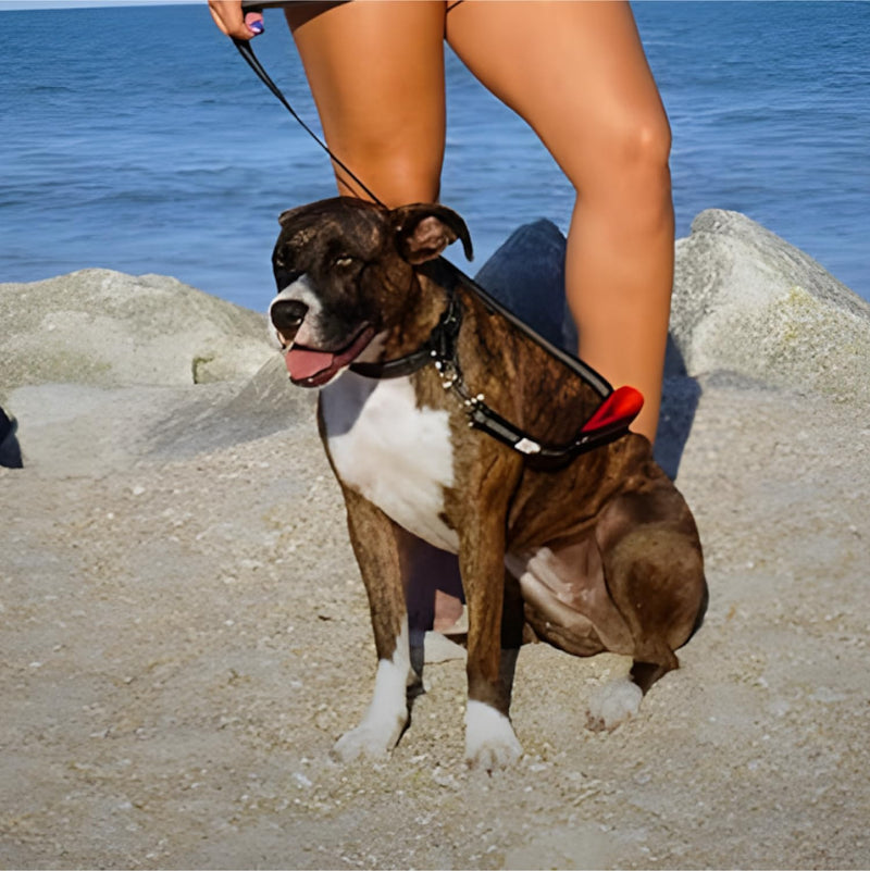 Black Rhino 6 ft Long Heavy Duty Dog Leash with Traffic Handle for Medium and Large Dogs - with Padded Neoprene Dual Handles, Bag and Clip - Reflective, Durable, and Weather Resistant - Red - PawsPlanet Australia