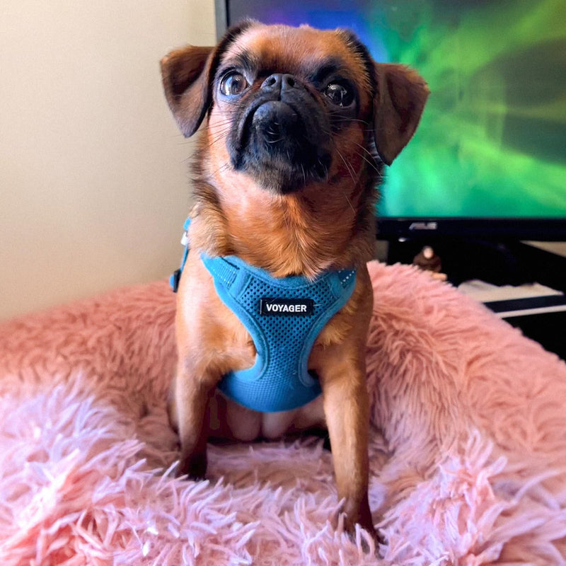 Best Pet Supplies Voyager Adjustable Dog Vest Harness Breathable No Pull Harness for Small, Medium, Large Dogs, Harness for Walking, Jogging, Easy Step-in, Reflective Stripes - Turquoise, S Harness (Turquoise) S (Chest: 15 - 18") - PawsPlanet Australia