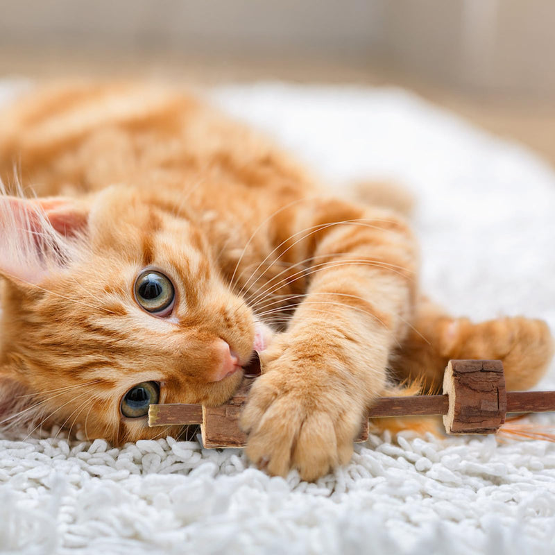 SOLUSTRE Cat Chew Toys 2-Pack for Kittens and Cats for Dental Cleaning and Stress Relief with Random Design Random Style