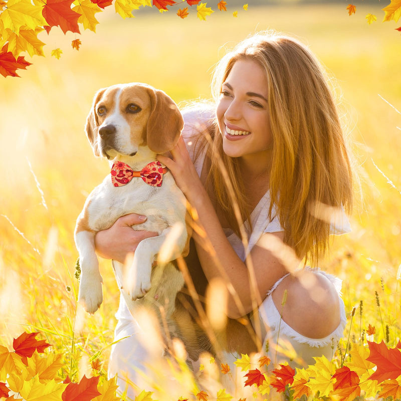Sadnyy 60 Pcs Fall Dog Bows Bulk Thanksgiving Dog Collars Adjustable Turkey Pumpkin Puppy Bowtie Collar Includes 24 Pet Neck Ties and 24 Bowties 12 Pet Bowknot Set for Grooming Decor Maple Leaves - PawsPlanet Australia