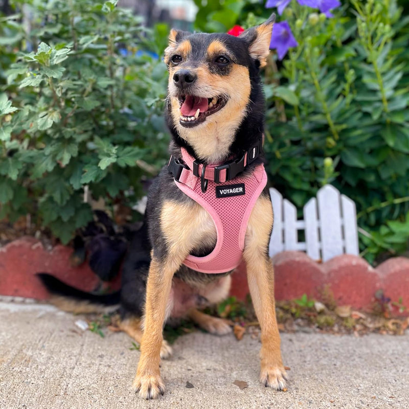 Voyager Step-in Lock Pet Harness - All Weather Mesh, Adjustable Step in Harness for Cats and Dogs by Best Pet Supplies - Pink, L - PawsPlanet Australia