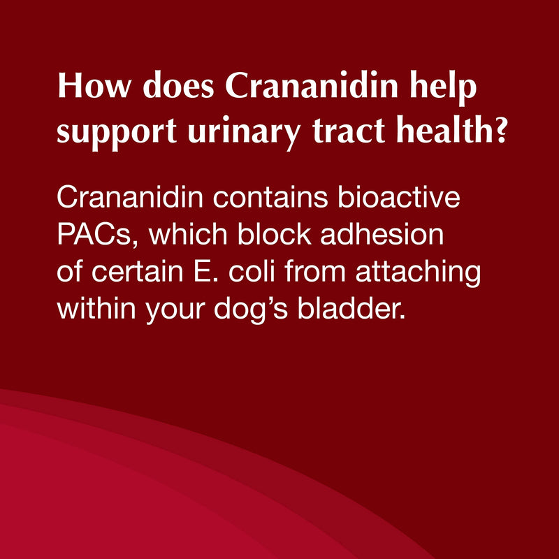 Nutramax Laboratories Crananidin Cranberry Extract Urinary Tract Health Supplement for Dogs, 75 Chewable Tablets 75 Count - PawsPlanet Australia