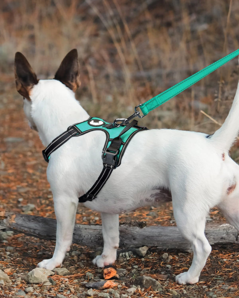 Joytale Dog Leash, 6 FT Double-Sided Reflective, Padded Handle Nylon Heavy Duty Leashes for Medium & Large Dogs Walking, Teal, 6FT 6 ft Standard - PawsPlanet Australia