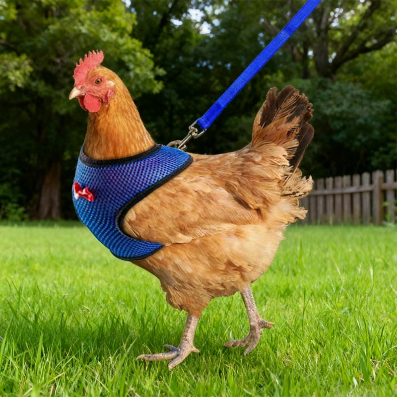 Chicken Harness and Leash Set Adjustable Mesh Breathable Duck Training Harness Pets Leashs for Goose Hen Rooster Parrots Dog Kitten, Blue M M( Chest 18.1-20.5") - PawsPlanet Australia