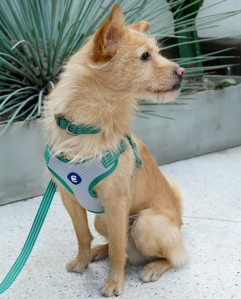 Blueberry Pet Essentials Back to Basics Reflective Dog Harness Vest, Mauve Orchid, Small, Adjustable Harnesses for Dogs Small (Pack of 1) - PawsPlanet Australia