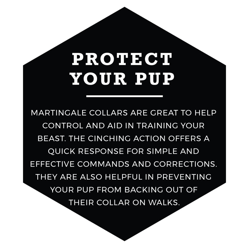Wolfgang Heavy Duty Martingale Dog Collar with Quick Release Nylon Buckle for Walking & Training, FeatheredFriend Print, Small Small (5/8 Inch x 10-12 Inch) - PawsPlanet Australia