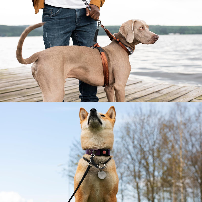 Dog Collar Safety Clip, Double Ended Prong Collar Safety Strap Backup Clasp Dog Harness Leash Connector Collars to Vests for Hiking Walking and Running - PawsPlanet Australia