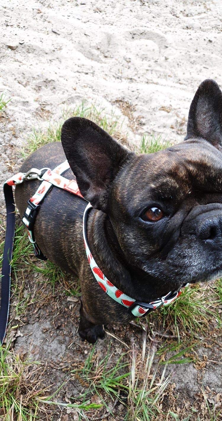 Max & Molly H Comfort Fit Dog Harness – Soft Neoprene Padding, Easy Step-In Design, Durable Metal Parts, Dual D-Rings for Enhanced Control – Perfect for Secure, Comfortable Walks Extra Small - PawsPlanet Australia