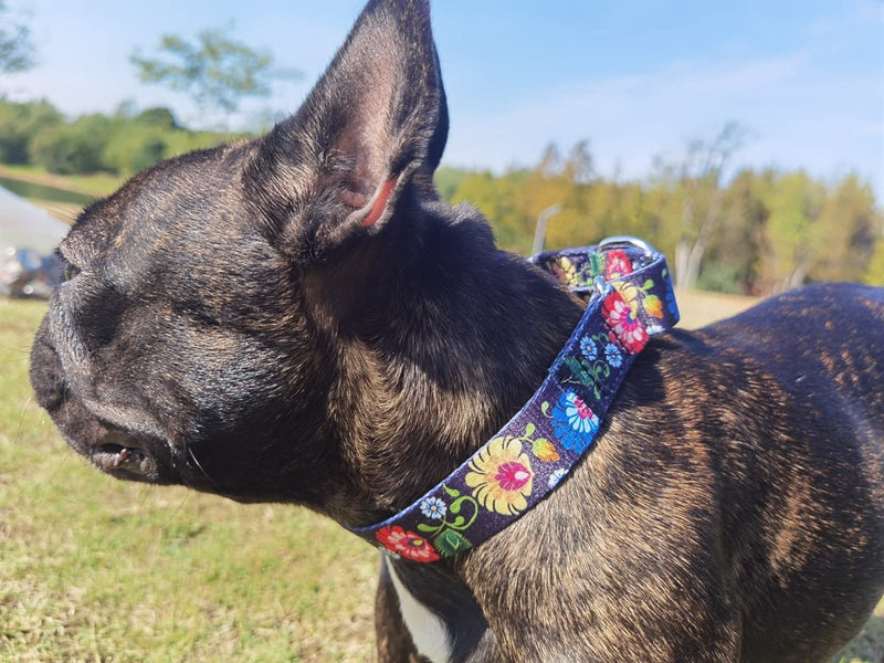 Heavy Duty Nylon Dog Collar, Adjustable Martingale Dog Collar for Walking Training Boy and Girl Dogs Medium Large Dogs (L:45-53CM, Green) L:45-53CM - PawsPlanet Australia