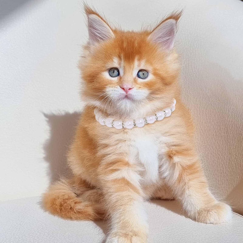 Campsis 2 Pack Rhinestone Cat Necklace Collar Pearl Cat Collars with Extension Chain Kitten Necklace Collar for Girl Cats (S=7.9-10.6inch) S=7.9-10.6inch - PawsPlanet Australia