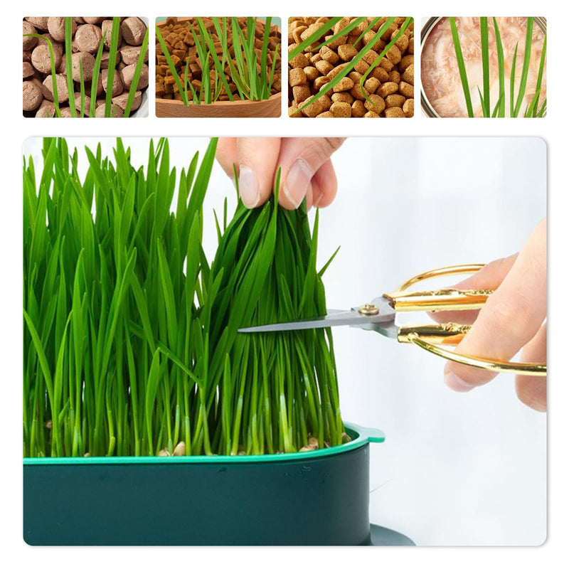 3 Pcs Cat Grass Planter Catnip Cat Grass Box Hydroponic Cat Grass Box Cat Grass Tray Cat Grass Container Cat Grass for Indoor Cats for Planting Cat Grass