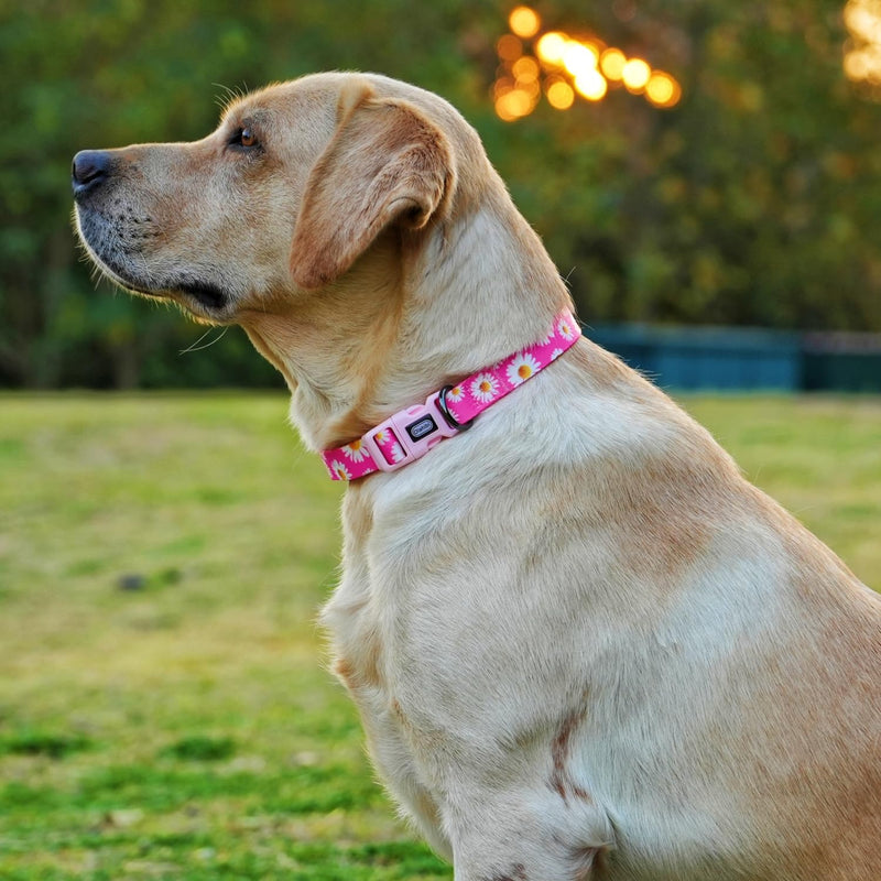 Dog Collar and Leash Set, Cute Pink Daisy Pattern, Polyester Material, 5ft Leash, for Small Dogs.(S, Daisy Set) Daisy Hot Pink