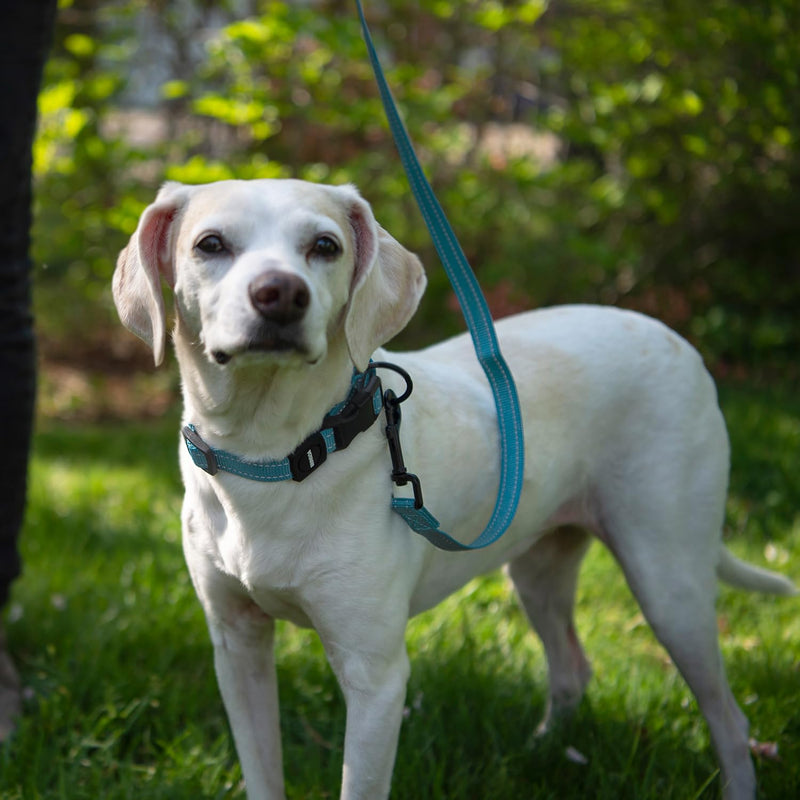 Voyager Reflective Dog Leash with Neoprene Handle, 5ft Long, Supports Small, Medium, and Large Breed Puppies, Cute and Heavy Duty for Walking, Running, and Training - Baby Blue (Leash), M Leash (Baby Blue) 3/4" x 5ft - PawsPlanet Australia