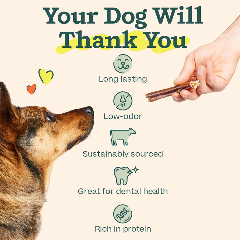 WOOF Bully Sticks Dog Treats - Chew Sticks for Dogs - Long-Lasting Dog Chew Treats - Made with Free-Range, Grass-Fed Beef - 6" Sticks - 5pk 6 Inch (Pack of 5) - PawsPlanet Australia