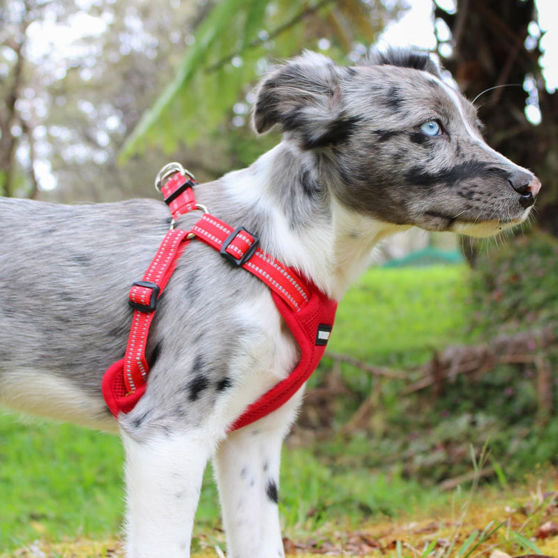Best Pet Supplies Voyager Adjustable Dog Vest Harness Breathable No Pull Harness for Small, Medium, Large Dogs, Heavy Duty Harness for Walking, Jogging, Easy Step-in, Reflective Stripes - (Red), M Harness (Red) M (Chest: 17 - 21") - PawsPlanet Australia