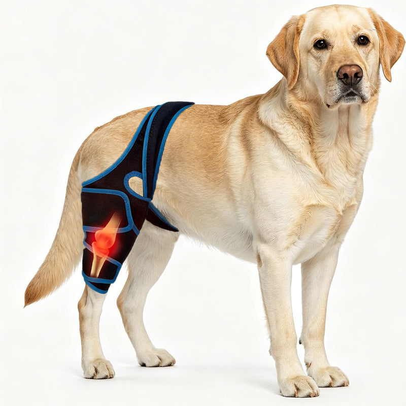 Dog Knee Brace for Torn ACL/CCL Hind Leg Reflective Front Back Leg Extra Support Dog Joint Protection Arthritis Pain Relief, Injury, Adjustable Vet-Recommended Recovery Brace for Dogs M Blue