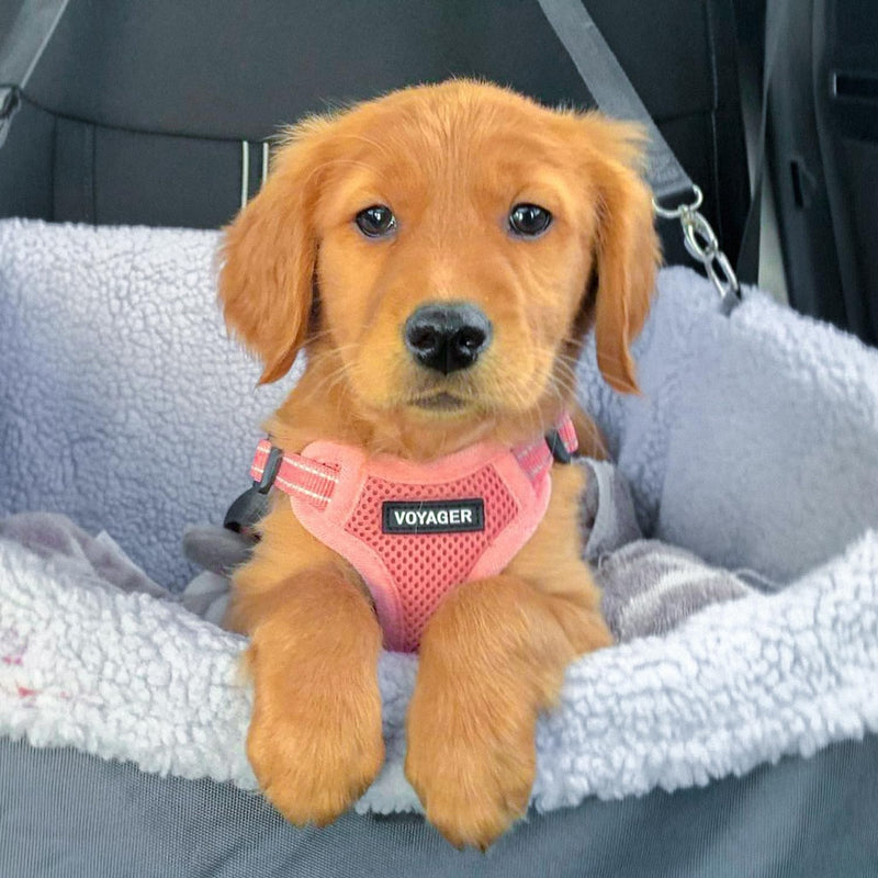 Best Pet Supplies Voyager Adjustable Step-in Flex Breathable Mesh Dog Harness for Small Medium Large Dogs Leash Set (Pink), S Harness Leash Set (Pink) - PawsPlanet Australia