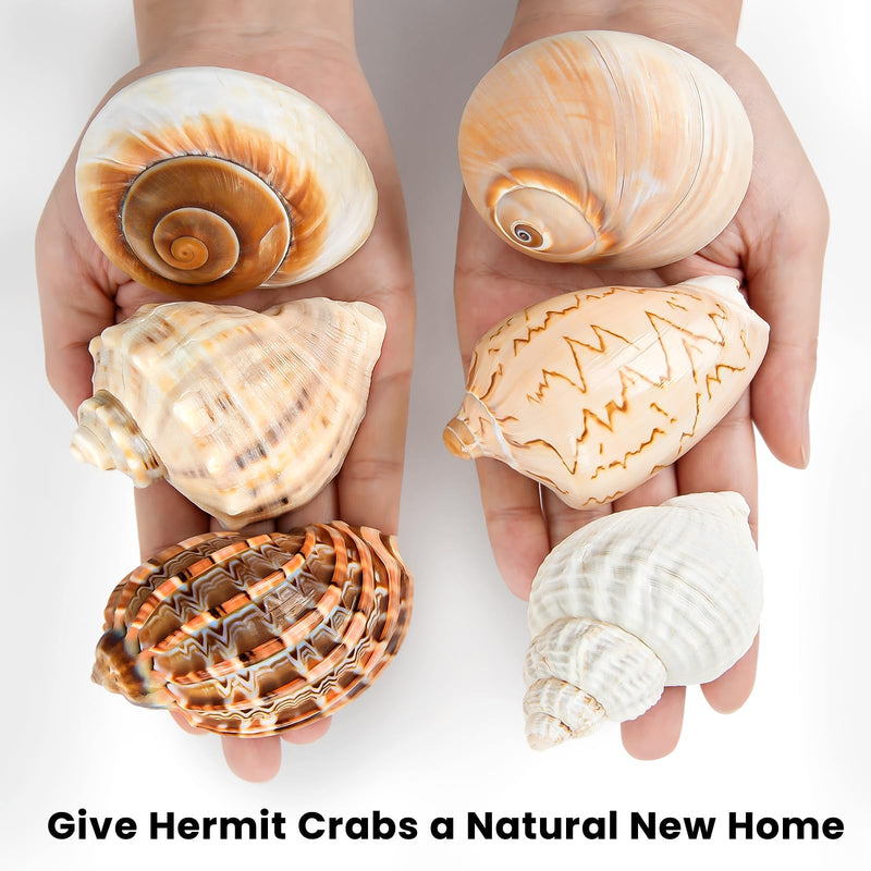 6PCS Large Hermit Crab Shells | Natural Sea Conch Size 3" - 3.5", Opening Size 1.5" - 2.5" | Turbo Seashells for Hermit Crab Supplies and Beach Decoration Large Sea Shell 6pcs Large Shells Size: 3" - 3.5" - PawsPlanet Australia