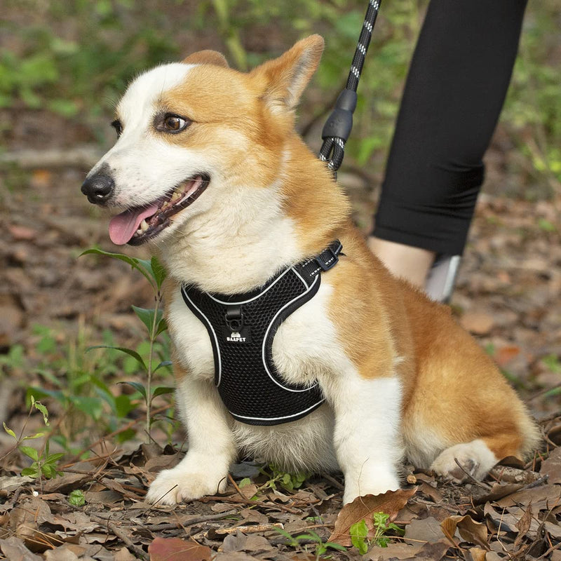 BAAPET Breathable Dog Harness for Small Puppy, Medium Dogs Step-in and Air Mesh with 6 Feet Reflective Rope Dog Leash (M - 6 FT x Chest (18~22''), Black) M - 6 FT x Chest (18~22'') - PawsPlanet Australia