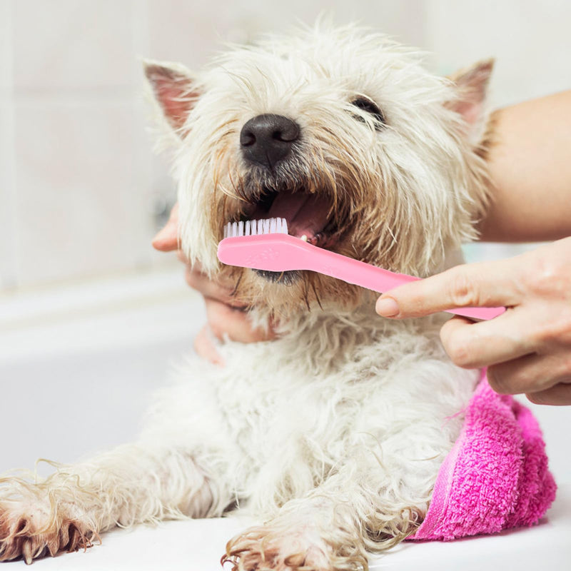 Toyvian 10-piece Toothbrush for Dogs with Soft Bristles for Gentle Teeth Cleaning and Gum Massage. Portable for Small Puppies and Cats