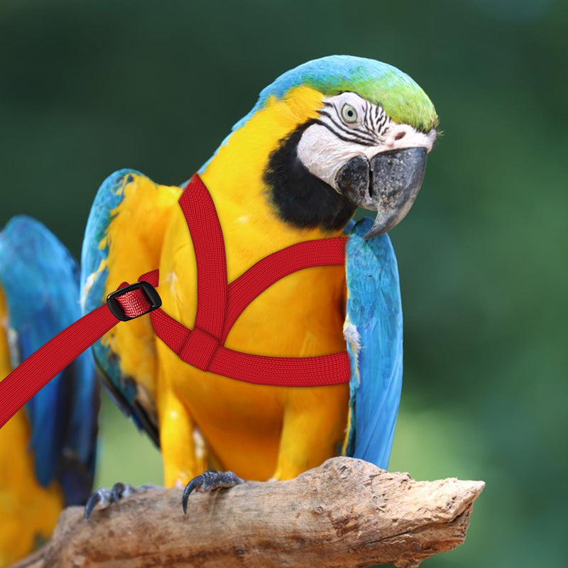 2 pcs Pet Parrot Bird Harness and Leash, Adjustable Training Design Anti-Bite, Outdoor Flying Training Rope Kit for Bird Parrots Fits Birds Chest Between24-51cm /9.45-20inch - M (red red - PawsPlanet Australia