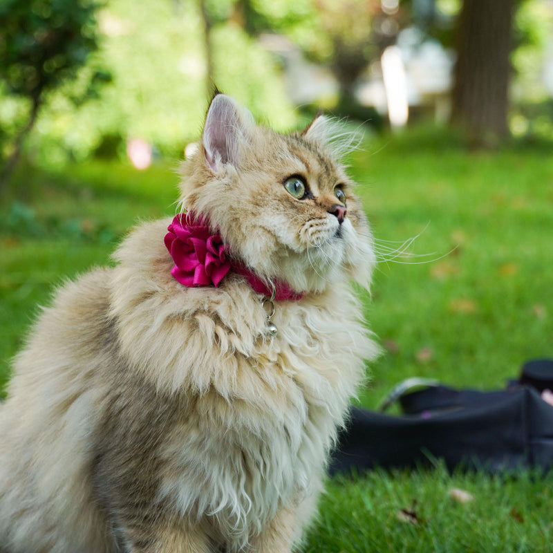 azuza 2 Pack Cat Collar Floral with Bell and Removable Flower Bowtie Breakaway Adjustable Velvet Fabric Cat Collar for Pets Holiday Party and Daily Decoration，Hot Pink & Purple Neck: 8"-12" B#Hot Pink & Purple