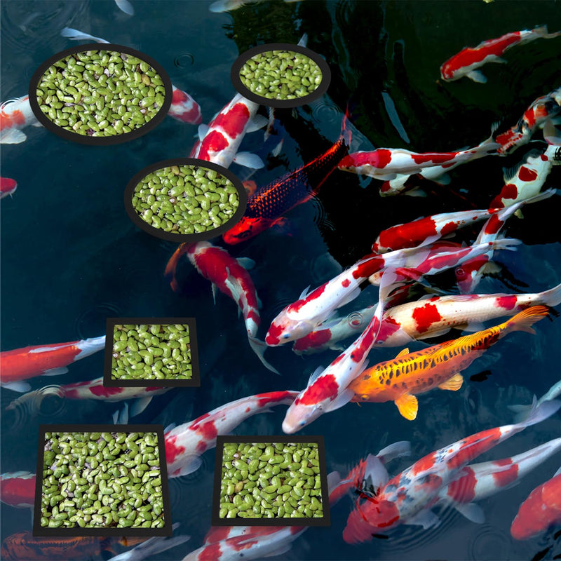 6pcs Fish Feeding Rings, Aquarium Floating Plant Rings, Round & Square Fish Feeder Rings Floating Plant Corral Fish Tank Plant Ring for Bettas, Goldfish, Turtle Aquarium Accessories (Black) - PawsPlanet Australia