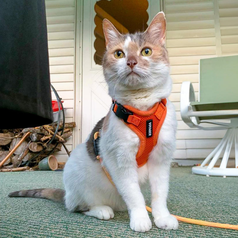 Voyager Step-in Lock Dog Harness w Reflective Dog Leash Combo Set with Neoprene Handle 5ft - Supports Small, Medium and Large Breed Puppies/Cats by Best Pet Supplies - Orange, M - PawsPlanet Australia