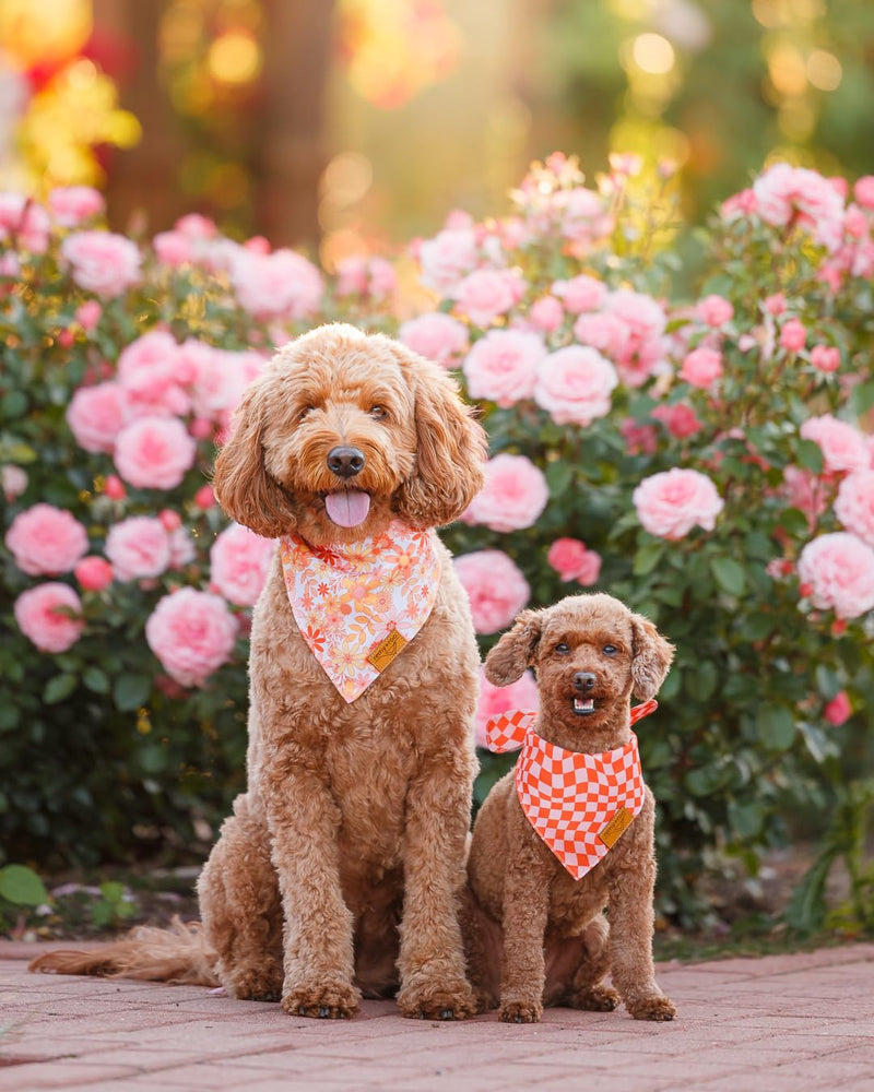 Remy+Roo Extra Large Spring Dog Bandanas - 4 Pack Daisy Set | Premium Durable Adjustable Polyester Fabric | Patented Shape Girl Dog Bandana, Floral Dog Bandana X-Large - PawsPlanet Australia