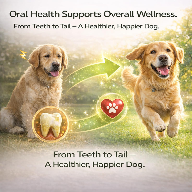 Dental Powder DE-01 - Dog Dental Powder Supplement for Teeth Cleaning Powder to Reduce Plaque, Tartar Build-up, and Bad Breath, Oral Microbiome Balance - 2oz - PawsPlanet Australia